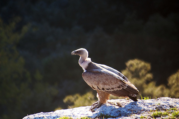 포토 JPG 해외이미지 동물 유럽 자연 사람없음 머리 바위 스페인 깃털 Y 동물상 해외202004 해외포토 알파벳 나라 신체부위 조형물 돌_바위 생태계 파일형식 이미지허브