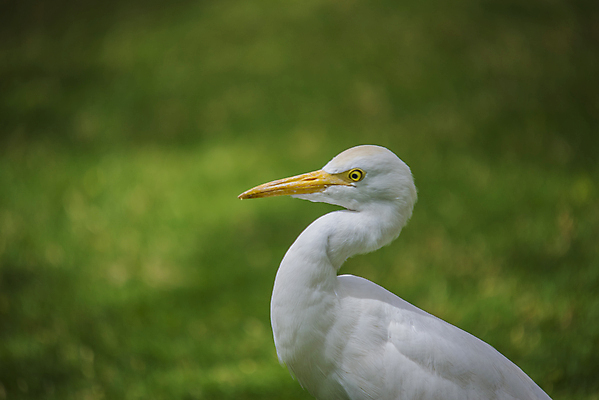 포토 JPG 해외이미지 식물 동물 공원 아시아 야생동물 날개 자연 조류 하늘 동양인 사람없음 물 노란색 흰색 황무지 소 방목 왜가리 깃털 부리 내추럴 동물상 전국 해외202004 해외포토 자연요소 공공시설 나라 컬러 포유류 인종 조형물 축산업 생태계 파일형식 이미지허브