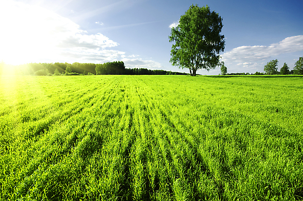 포토 JPG 해외이미지 식물 구름 계절 지구 밭 하늘 날씨 추상 풍경 사람없음 초록색 여름 파란색 빛 햇빛 노란색 일출 환경 계곡 일몰 봄 성장 광선 시골 땅 심플 장면 넘어짐 땅바닥 평야 수평선 해외202004 해외포토 자연요소 컬러 무늬 농업 모션 자연 바닥 태양 노을 파일형식 이미지허브