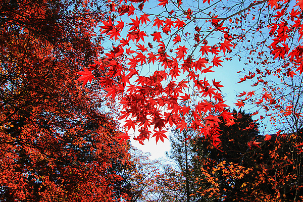 포토 JPG 해외이미지 나무 식물 계절 공원 실루엣 도로 여행 백그라운드 무지개 잎 패턴 자연 하늘 지붕 휴식 풍경 사람없음 빨간색 파란색 빛 컬러풀 햇빛 태양 정원 일본 활발 덮개 가을 나뭇가지 신선 보행로 닫기 숲 그늘 오솔길 강렬 해외202004 해외포토 자연요소 공공시설 아시아 길 컬러 컨셉 무늬 교통시설 모션 촬영기법 뚜껑 생태계 파일형식 이미지허브