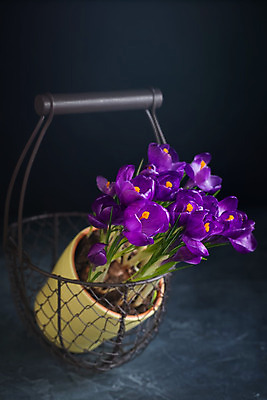 포토 JPG 해외이미지 식물 여자 꽃잎 꽃 화분 백그라운드 잎 자연 선물 사람없음 장식 초록색 파란색 노란색 정원 보라색 봄 나뭇가지 신선 플랫 선택 다발 원예 거베라 내추럴 사프란 심기 해외202004 해외포토 나무 계절 컬러 컨셉 모션 사람 취미 향신료 생태계 파일형식 이미지허브