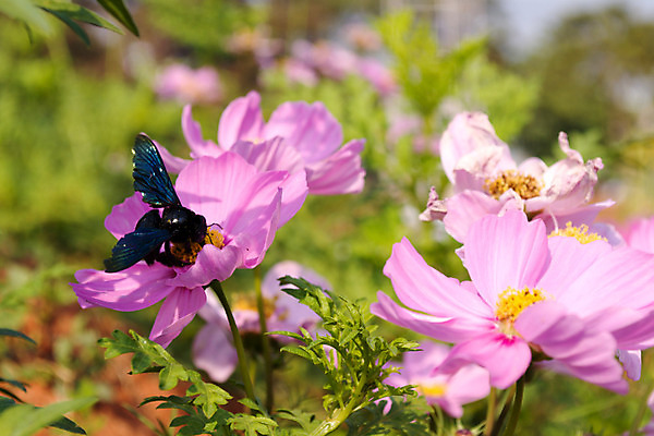 포토 JPG 해외이미지 식물 꽃잎 꽃 분홍색 곤충 꽃무늬 밭 자연 사람없음 초록색 여름 컬러풀 노란색 정원 맑음 보라색 벚꽃 신선 개화 벌 묘사 코스모스 꽃가루 꿀 해외202004 해외포토 동물 계절 컬러 무늬 농업 날씨 가루 생태계 파일형식 이미지허브