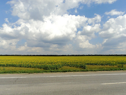 포토 JPG 해외이미지 구름 도로 밭 자연 하늘 해바라기 풍경 사람없음 초록색 여름 파란색 태양 노란색 흰색 아스팔트 허브 평야 수평선 해외202004 해외포토 자연요소 식물 계절 꽃 길 컬러 농업 교통시설 생태계 파일형식 이미지허브