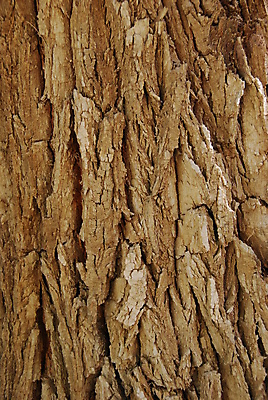 포토 JPG 해외이미지 나무 식물 디자인 백그라운드 패턴 벽지 추상 사람없음 목재 갈색 블록 나뭇가지 거친 선탠 숲 묘사 질감 나무껍질 찢어짐 잡동사니 수목 옛날 해외202004 해외포토 컬러 무늬 재료 모션 껍질 파일형식 이미지허브