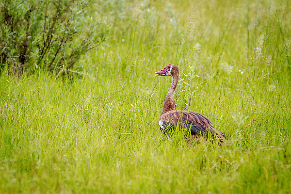 포토 JPG 해외이미지 식물 동물 야생동물 여행 날개 아프리카 자연 조류 오리 사람없음 야외 빨간색 황무지 사파리 깃털 거위 케냐 물새 철새 남쪽 계산서 내추럴 나미비아 동물상 보츠와나 우간다 탄자니아 해외202004 해외포토 나라 컬러 조형물 방향 생태계 남아프리카 파일형식 이미지허브