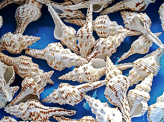 포토 JPG 해외이미지 바다 백그라운드 자연 벽지 조류 추상 조개 기술 선물 사람없음 물 껍질 그룹 소라 오브젝트 기념품 해외202004 해외포토 자연요소 동물 무늬 어패류 생태계 파일형식 이미지허브