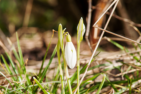 포토 JPG 해외이미지 식물 계절 꽃잎 꽃 잎 꽃무늬 밭 자연 따뜻함 텐트 사람없음 야외 목재 초록색 파란색 빛 햇빛 태양 새싹 정원 계곡 맑음 봄 벚꽃 종 흰색 신선 개울 숲 보석 내추럴 삼림지대 아네모네 취급주의 프리뮬러 헌병 해외202004 해외포토 자연요소 나무 컬러 무늬 농업 재료 날씨 캠핑도구 경고 강 군인 광석 생태계 파일형식 이미지허브