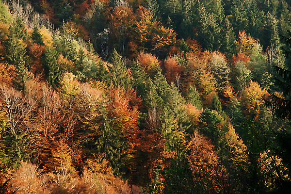 포토 JPG 해외이미지 나무 식물 계절 공원 여행 백그라운드 잎 오렌지 자연 풍경 사람없음 야외 목재 빨간색 초록색 빛 컬러풀 햇빛 태양 노란색 평화 환경 맑음 흙 새벽 가을 나뭇가지 황금 숲 장면 해외202004 해외포토 자연요소 공공시설 컬러 컨셉 과일 재료 날씨 생태계 파일형식 이미지허브