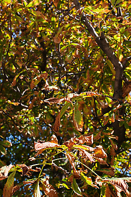 포토 JPG 해외이미지 나무 식물 계절 공원 백그라운드 단풍 잎 패턴 오렌지 자연 건조 사람없음 장식 빨간색 초록색 빛 컬러풀 햇빛 갈색 노란색 환경 성장 가을 나뭇가지 숲 9월 유기농 질감 정맥 10월 내추럴 해외202004 해외포토 웰빙 공공시설 컬러 무늬 과일 태양 날짜 생태계 혈관 파일형식 이미지허브