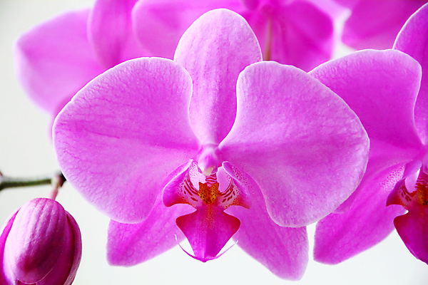 포토 JPG 해외이미지 식물 꽃잎 꽃 분홍색 꽃무늬 자연 사람없음 보라색 흰색 난초 싱글 이국적 해외202004 해외포토 컬러 무늬 생태계 파일형식 이미지허브