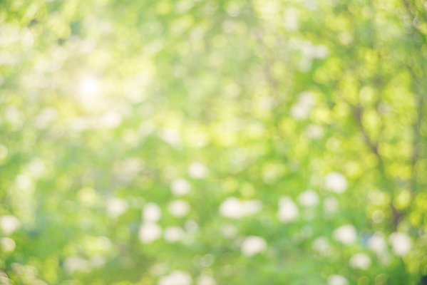 포토 JPG 해외이미지 나무 식물 디자인 계절 공원 백그라운드 잎 패턴 자연 벽지 추상 사람없음 야외 장식 초록색 여름 빛 햇빛 태양 노란색 환경 정원 맑음 봄 소프트포커스 숲 질감 보케 부드러움 내추럴 광 블러 효과 해외202004 해외포토 자연요소 공공시설 컬러 무늬 날씨 촬영기법 감각 생태계 파일형식 이미지허브