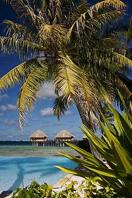 포토 JPG 해외이미지 바다 섬 여행 휴가 열대 사람없음 야자수 고급 당구 휴양지 석호 파라다이스 해외202004 해외포토 나무 컨셉 구기 장소 파일형식 이미지허브