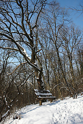 포토 JPG 해외이미지 나무 계절 겨울 벤치 자연 하늘 산 풍경 사람없음 야외 파란색 냉동 침묵 하이킹 흰색 신선 숲 해외202004 해외포토 식물 컬러 의자 레저 소리 생태계 파일형식 이미지허브
