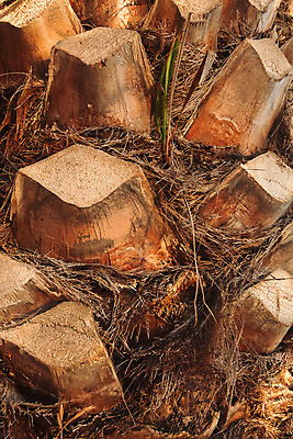 포토 JPG 해외이미지 나무 식물 백그라운드 패턴 자연 표면 날씨 추상 손바닥 사람없음 목재 야자수 갈색 거친 묘사 질감 나무껍질 내추럴 옛날 울퉁불퉁 노화 디테일 해외202004 해외포토 손 컬러 컨셉 무늬 재료 껍질 생태계 파일형식 이미지허브