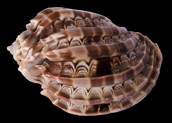 포토 JPG 해외이미지 바다 분홍색 백그라운드 자연 조개 열대 사람없음 갈색 검은색 수중 껍질 흰색 오브젝트 내추럴 고립 이국적 해외202004 해외포토 컬러 어패류 생태계 파일형식 이미지허브