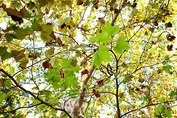 포토 JPG 해외이미지 나무 식물 계절 공원 도로 길 백그라운드 잎 자연 휴식 풍경 사람없음 야외 초록색 여름 빛 컬러풀 햇빛 태양 정원 맑음 봄 나뭇가지 큼 장면 내추럴 대패 플라타너스 해외202004 해외포토 자연요소 공공시설 컬러 컨셉 교통시설 날씨 크기 생태계 파일형식 이미지허브