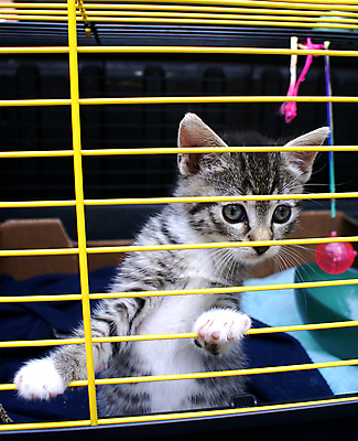 포토 JPG 해외이미지 동물 털 사람없음 고양이 흰색 달콤 귀 새장 주둥이 해외202004 해외포토 컬러 포유류 신체부위 반려동물 맛 케이지 파일형식 이미지허브