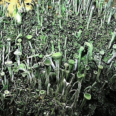 포토 JPG 해외이미지 식물 야생동물 줄기 백그라운드 꽃무늬 가족 자연 종류 이끼 풍경 사람없음 야외 초록색 여름 컬러풀 환경 버섯 흙 신선 액체 닫기 습지 소프트포커스 숲 작음 묘사 생태계 질감 청록색 내추럴 곰팡이 생태학 해외202004 해외포토 동물 계절 교육 꽃 컬러 무늬 관계 모션 촬영기법 크기 파일형식 이미지허브