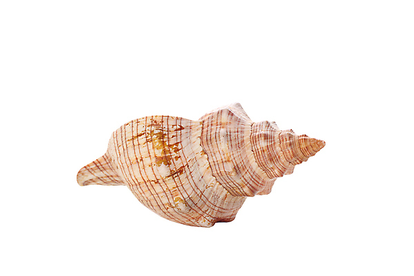 포토 JPG 해외이미지 모양 1 디자인 야생동물 바다 여행 백그라운드 자연 휴가 조개 사람없음 장식 컬러풀 갈색 스파 껍질 흰색 오브젝트 싱글 기념품 고립 해외202004 해외포토 동물 컬러 어패류 생태계 파일형식 이미지허브