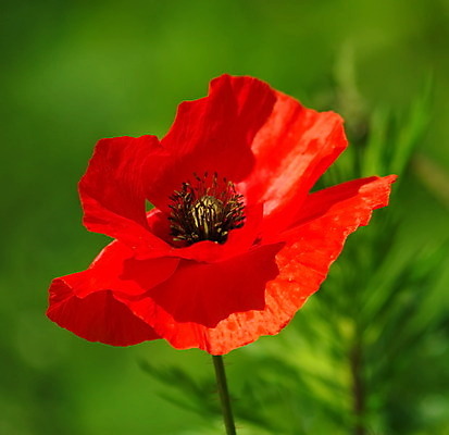 포토 JPG 해외이미지 식물 계절 꽃잎 꽃 잎 자연 풍경 사람없음 야외 빨간색 초록색 정원 봄 벚꽃 시골 양귀비 내추럴 해외202004 해외포토 컬러 생태계 파일형식 이미지허브