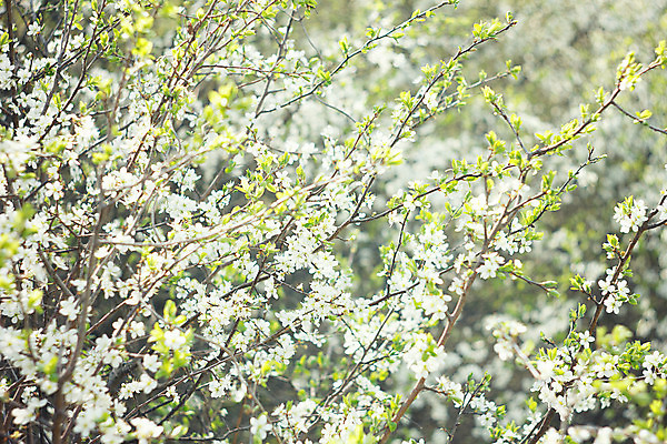 포토 JPG 해외이미지 나무 식물 계절 꽃잎 꽃 분홍색 백그라운드 꽃무늬 자연 벽지 하늘 새로움 사람없음 야외 초록색 파란색 햇빛 태양 우주 정원 일본 맑음 침묵 봄 성장 벚꽃 흰색 신선 개화 체리 닫기 사과 원예 내추럴 꽃수술 살구 생태학 해외202004 해외포토 자연요소 교육 아시아 컬러 컨셉 무늬 과일 모션 날씨 취미 소리 생태계 파일형식 이미지허브