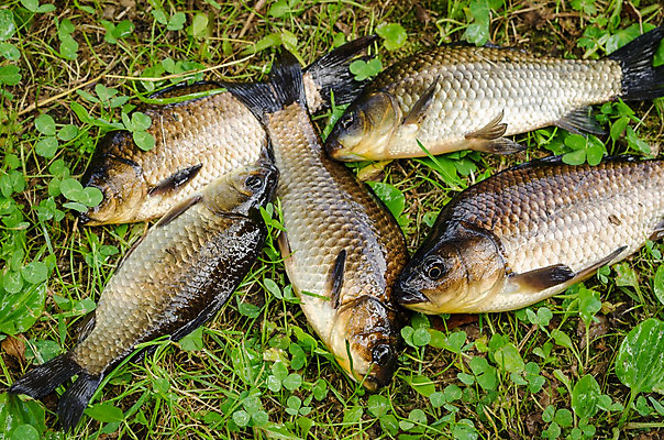 포토 JPG 해외이미지 호수 스포츠 자연 낚시 어류 취미 사람없음 야외 물 강 연못 잡기 큼 유혹 트로피 잉어 민물 해외202004 해외포토 자연요소 컨셉 모션 레저 수중동물 크기 상_우승 생태계 파일형식 이미지허브