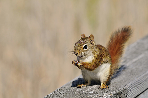 포토 JPG 해외이미지 나무 동물 응시 공원 야생동물 캐나다 포유류 자연 털 사람없음 야외 초록색 갈색 미국 흰색 소나무 설치류 숲 모피 호기심 시골집 꼬리 다람쥐 북쪽 해외202004 해외포토 식물 시선 공공시설 감정 컬러 컨셉 북아메리카 주택 방향 생태계 파일형식 이미지허브