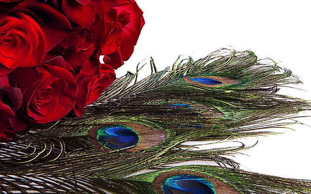 포토 JPG 해외이미지 꽃잎 꽃 꽃다발 꽃무늬 조류 발렌타인데이 선물 사랑 사람없음 장식 빨간색 장미 벚꽃 흰색 공작 깃털 강렬 고립 정물화 해외202004 해외포토 식물 동물 감정 컬러 무늬 데이이벤트 그림 파일형식 이미지허브