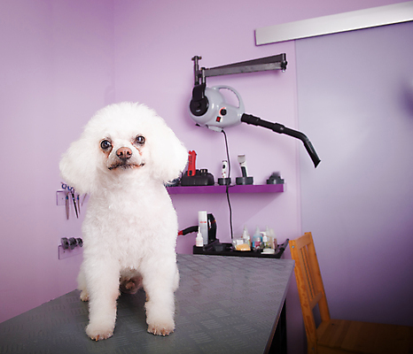 포토 JPG 해외이미지 한마리 실내 서기 사람없음 반려동물 개 강아지 푸들 돌봄 애견미용 해외202004 해외포토 동물 1 포유류 모션 내부 뷰티 파일형식 이미지허브