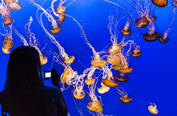 포토 JPG 해외이미지 여자 실내 한명 상반신 성인 파란색 카메라 수중 수족관 해파리 아쿠아리움 성인여자한명만 해외202004 해외포토 1 컬러 사람 내부 전자제품 자포동물 여자한명만 성인여자만 파일형식 이미지허브