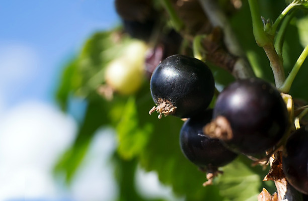 포토 JPG 해외이미지 식물 열매 음식 줄기 백그라운드 잎 꽃무늬 농업 다이어트 과일 자연 하늘 디저트 건강 씨앗 사람없음 여름 파란색 농작물 알약 정원 검은색 주스 봄 가을 나뭇가지 신선 달콤 떨어짐 농부 작음 먹기 오브젝트 유기농 날것 부드러움 흙더미 건포도 넘어짐 숙성 해외202004 해외포토 나무 직업 웰빙 계절 꽃 산업 음료 컬러 컨셉 무늬 모션 포도 약 흙 감각 맛 크기 생태계 건과일 파일형식 더미 이미지허브