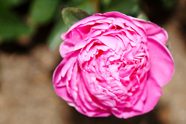 포토 JPG 해외이미지 식물 꽃잎 꽃 줄기 잎 꽃무늬 자연 사랑 사람없음 장식 초록색 정원 봄 벚꽃 신선 개화 다발 원예 캘리포니아 내추럴 작약 해외202004 해외포토 계절 감정 컬러 무늬 취미 미국 생태계 파일형식 이미지허브