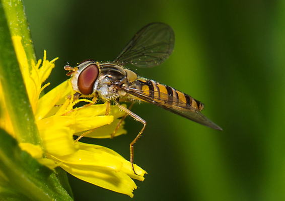 포토 JPG 해외이미지 동물 야생동물 곤충 날개 자연 사람없음 야외 닫기 꿀벌 수분 벌 묘사 꽃가루 꿀 해외202004 해외포토 모션 벌_곤충 가루 생태계 파일형식 이미지허브