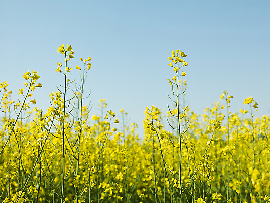 포토 JPG 해외이미지 꽃 농업 재료 하늘 씨앗 사람없음 아웃포커스 여름 파란색 컬러풀 햇빛 농장 노란색 봄 벚꽃 농촌 황금 고독 땅 유기농 생물학 카놀라 해외202004 해외포토 식물 웰빙 계절 교육 감정 산업 컬러 촬영기법 태양 시골 파일형식 이미지허브
