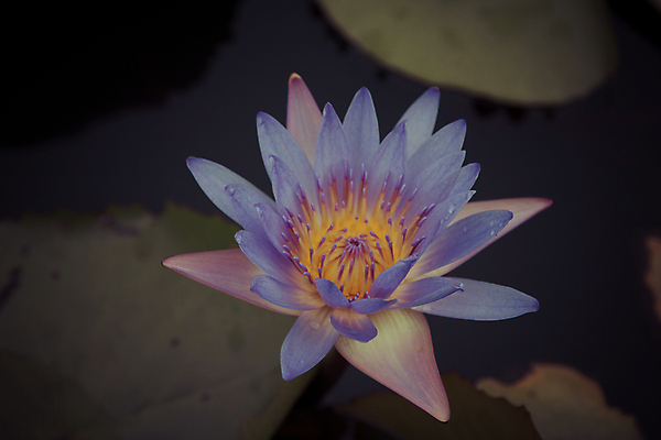 포토 JPG 해외이미지 식물 계절 공원 꽃잎 꽃 호수 분홍색 백그라운드 잎 꽃무늬 자연 수채화 연꽃 사람없음 야외 장식 빨간색 초록색 물 여름 파란색 컬러풀 반사 노란색 정원 봄 벚꽃 흰색 연못 개화 정상 백합 묘사 명상 그림 내추럴 이국적 해외202004 해외포토 자연요소 공공시설 컬러 무늬 생태계 파일형식 이미지허브