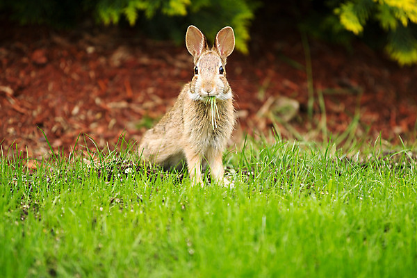 포토 JPG 해외이미지 동물 야생동물 포유류 자연 수염 털 건강 잔디 사람없음 가로 초록색 갈색 봄 토끼 관찰 설치류 먹기 경계 귀 솜털 노려봄 해외202004 해외포토 식물 계절 컬러 모션 표정 신체부위 반려동물 생태계 파일형식 이미지허브