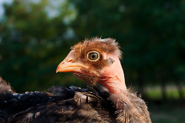 포토 JPG 해외이미지 동물 1 계절 자연 조류 새로움 병아리 관리 손바닥 사람 앉기 사람없음 초록색 반려동물 농장 치킨 가축 봄 아기 신생아 달콤 보호 작음 부드러움 솜털 해외202004 해외포토 손 컬러 컨셉 농업 모션 감각 맛 크기 생태계 닭고기요리 파일형식 이미지허브