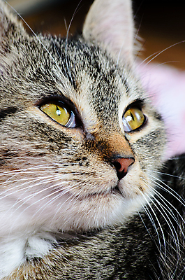 포토 JPG 해외이미지 동물 포유류 사람없음 반려동물 고양이 줄무늬 모피 코 귀 해외202004 해외포토 무늬 신체부위 파일형식 이미지허브