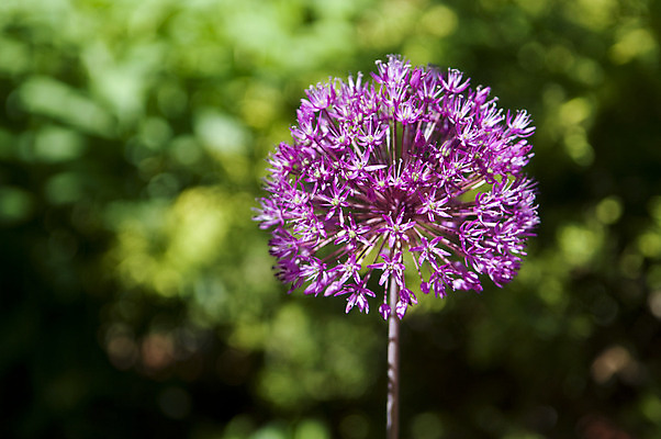 포토 JPG 해외이미지 식물 계절 공원 꽃잎 꽃 줄기 꽃무늬 전구 공 사람없음 장식 초록색 보라색 활발 큼 허브 싱글 원예 라벤더 여의주 영원 해외202004 해외포토 공공시설 컬러 컨셉 무늬 취미 크기 파일형식 이미지허브