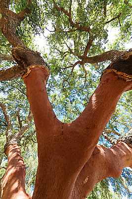포토 JPG 해외이미지 나무 산업 잎 자연 하늘 그림자 사람없음 목재 초록색 파란색 갈색 시골 숲 포르투갈 피부 묘사 질감 나무껍질 코르크 해외202004 해외포토 식물 유럽 컬러 재료 신체부위 껍질 생태계 파일형식 이미지허브