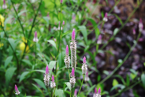 포토 JPG 해외이미지 식물 계절 꽃 분홍색 백그라운드 밭 태국 자연 풍경 사람없음 초록색 여름 컬러풀 정원 봄 벚꽃 흰색 신선 정상 내추럴 해외202004 해외포토 아시아 컬러 농업 생태계 파일형식 이미지허브