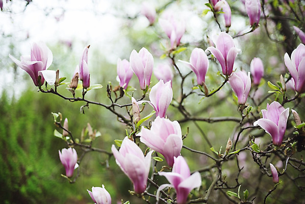 포토 JPG 해외이미지 나무 식물 계절 공원 꽃 분홍색 백그라운드 자연 하늘 부활절 프레임 사람없음 새싹 환경 정원 침묵 고요 봄 활발 성장 벚꽃 흰색 나뭇가지 신선 개화 닫기 목련 내추럴 강렬 해외202004 해외포토 공공시설 기념일 컬러 컨셉 모션 소리 생태계 파일형식 이미지허브