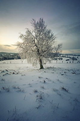 포토 JPG 해외이미지 나무 1 계절 백그라운드 크리스마스 겨울 밭 자연 하늘 날씨 풍경 사람없음 야외 세로 우주 얼음 검은색 회색 추위 안개 흰색 나뭇가지 시골 고독 오브젝트 싱글 서리 장면 폭풍 멀리 고립 벌거벗은 혼자 눈내림 수평선 부족함 해외202004 해외포토 자연요소 식물 기념일 감정 컬러 컨셉 농업 눈_날씨 생태계 파일형식 이미지허브