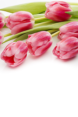 포토 JPG 해외이미지 식물 계절 꽃잎 꽃 분홍색 꽃다발 백그라운드 잎 꽃무늬 자연 부활절 사람없음 목재 초록색 머리 봄 튤립 벚꽃 다발 해외202004 해외포토 나무 기념일 컬러 무늬 재료 신체부위 생태계 파일형식 이미지허브