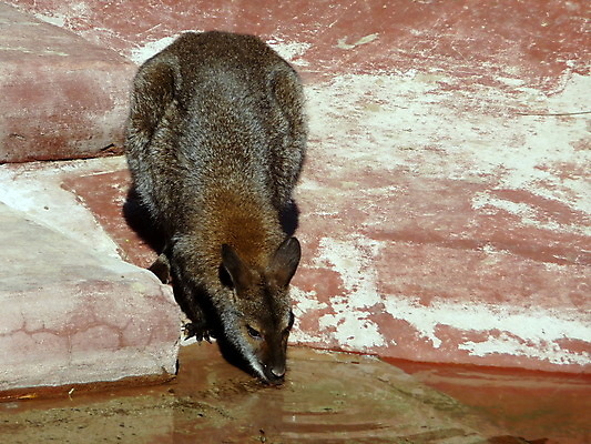 포토 JPG 해외이미지 동물 음료 야생동물 백그라운드 포유류 자연 털 동물원 사람없음 물 뜨거움 호주 큼 갈증 심볼 캥거루 동물상 모스크바 전국 해외202004 해외포토 자연요소 조형물 오세아니아 크기 생태계 러시아 파일형식 이미지허브