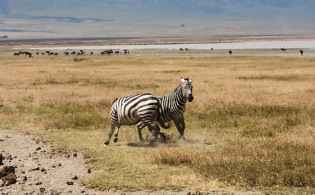 포토 JPG 해외이미지 식물 야생동물 포유류 아프리카 건조 사람없음 초록색 달리기 검은색 줄무늬 흰색 그룹 황무지 군중 방목 얼룩말 동물상 오지 탄자니아 많음 해외202004 해외포토 동물 나라 컬러 컨셉 무늬 모션 사람 조형물 말_동물 축산업 파일형식 이미지허브