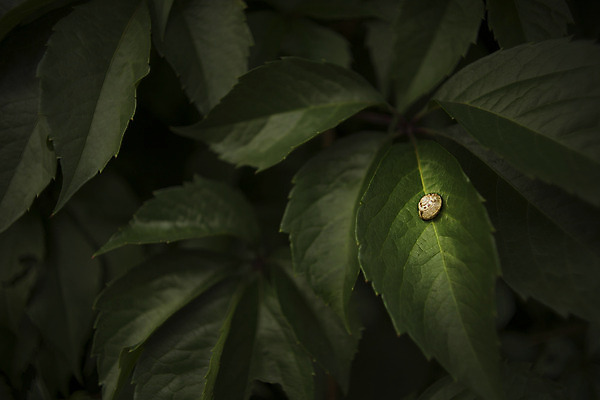 포토 JPG 해외이미지 동물 여행 포즈 컨셉 잎 모션 자연 휴식 사람없음 야외 가로 초록색 갈색 환경 정원 검은색 어둠 껍질 잠 해충 고독 작음 촉수 느림 기어가기 광 끈적임 해외202004 해외포토 식물 감정 컬러 벌레 크기 생태계 파일형식 이미지허브