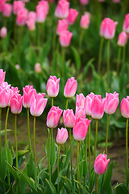 포토 JPG 해외이미지 식물 계절 꽃 잎 꽃무늬 밭 농업 자연 사람없음 컬러풀 농장 정원 봄 튤립 수확 벚꽃 워싱턴 해외202004 해외포토 산업 컬러 무늬 미국 생태계 파일형식 이미지허브