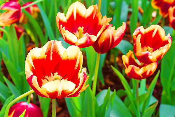 포토 JPG 해외이미지 식물 계절 꽃잎 꽃 문화 줄기 분홍색 백그라운드 잎 꽃무늬 밭 농업 오렌지 자연 풍경 사람없음 야외 가로 빨간색 초록색 여름 노란색 머리 정원 보라색 봄 활발 튤립 성장 벚꽃 시골 침대 개화 그룹 닫기 5월 가득함 화단 장면 해외202004 해외포토 산업 컬러 가구 컨셉 무늬 과일 모션 신체부위 날짜 생태계 파일형식 이미지허브