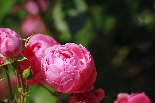 포토 JPG 해외이미지 식물 꽃 분홍색 잎 꽃무늬 자연 사람없음 야외 빨간색 초록색 빛 장미 정원 벚꽃 신선 개화 소프트포커스 원예 꽃가루 내추럴 해외202004 해외포토 컬러 무늬 촬영기법 취미 가루 생태계 파일형식 이미지허브